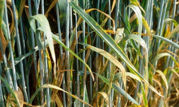 Весняний захист пшениці: британський досвід фото, ілюстрація
