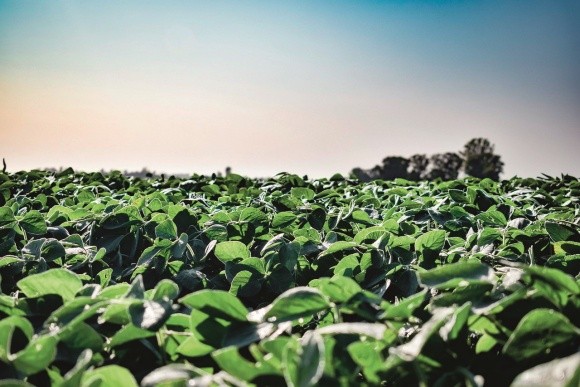 Готові практичні рішення для сої за no-till фото, ілюстрація