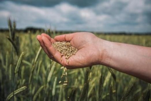 Гібридне жито – нішева культура, яка дозволить заробити на піщаних ґрунтах фото, ілюстрація