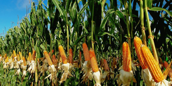 Кліматичні зміни б’ють по фермерах Кукурудзяного поясу та по гаманцях американських споживачів фото, ілюстрація