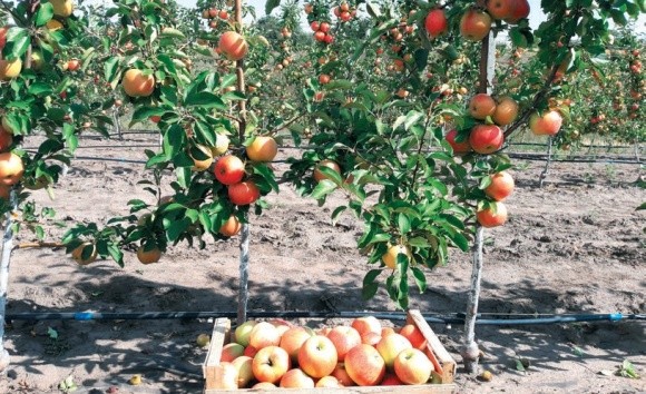 Сорти яблуні для вашого саду фото, ілюстрація