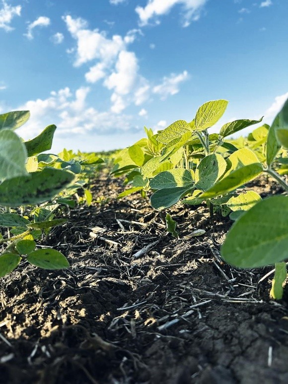 Технологія no-till для посушливого Півдня фото, ілюстрація