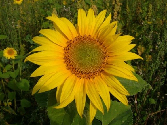 Про­тидія бур’янам  на посівах со­няш­ни­ку фото, ілюстрація