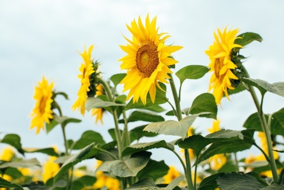 Як захистити майбутній урожай соняшника – експертні поради для агрономів  фото, ілюстрація