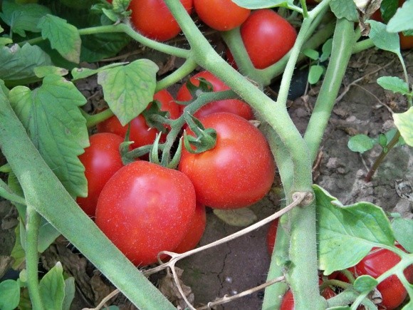 Особливості живлення томатів фото, ілюстрація