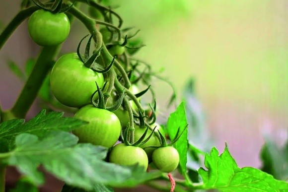 «Розумні» добрива в азотному підживленні томатів фото, ілюстрація