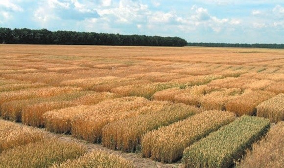 Урожай озимої пшениці 8–10 т/га стає нормою фото, ілюстрація