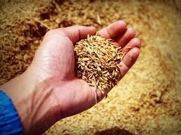 Правильний відбір  проб зерна та насіння  для аналізу сільгоспкультур фото, ілюстрація