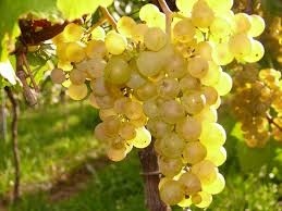 Препарат 30 д: защита винограда и плодовоягодных культур от влияния негативных метеофакторов фото, иллюстрация