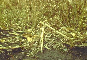 Види та причини вилягання кукурудзи — як їм запобігти фото, ілюстрація