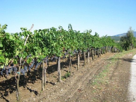 Захист виноградників від шкідників і хвороб у літній період фото, иллюстрация