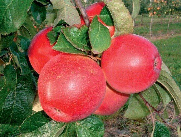 Вирощування сортів яблуні  на підщепі 54–118 фото, ілюстрація