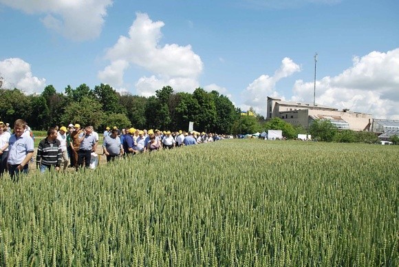 Миронівські пшениці — флагмани вітчизняної хлібної ниви фото, ілюстрація