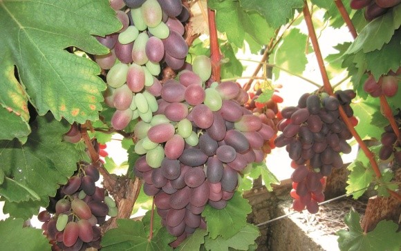 Особ­ли­вості ви­ро­щу­ван­ня винограду фото, ілюстрація