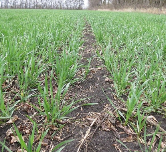 Особливості вирощування ярої пшениці в ТОВ "Агропартнер" фото, ілюстрація