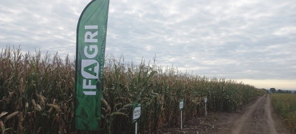 Насіння гібридів кукурудзи від компанії IFAGRI — ваш гарантований урожай за будь-яких умов! фото, ілюстрація