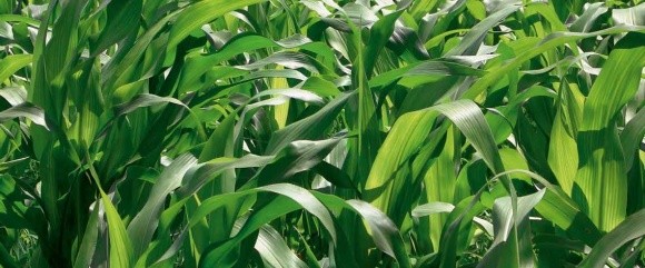 Посухостійкі сорти кукурудзи: міф чи реальність фото, ілюстрація