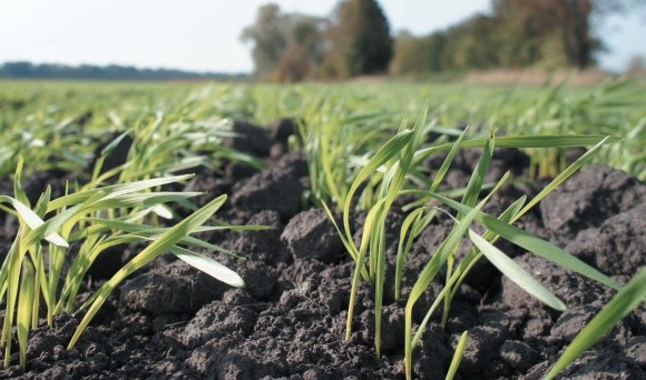 Як впливають гідротермічних умов на посіви озимої пшениці фото, ілюстрація