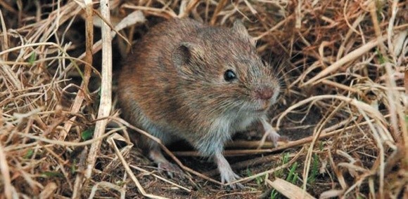 Чим потруїти мишей у полях і на зерносховищах фото, ілюстрація