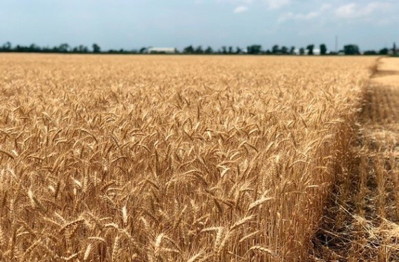 Вплив абіотичних чинників на розвиток хвороб пшениці озимої фото, ілюстрація