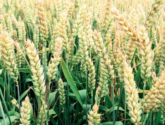 Небезпечні хвороби пшениці озимої в літній період фото, иллюстрация