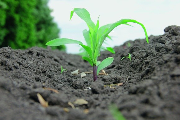 Позакореневе підживлення кукурудзи: необхідність чи альтернатива? фото, ілюстрація