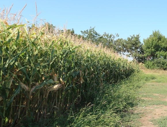 Мабуть, найінтенсивніша кукурудза в Україні фото, ілюстрація