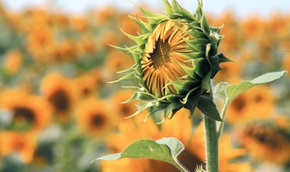 Правильний вибір гібрида соняшнику — перший крок до успіху фото, ілюстрація