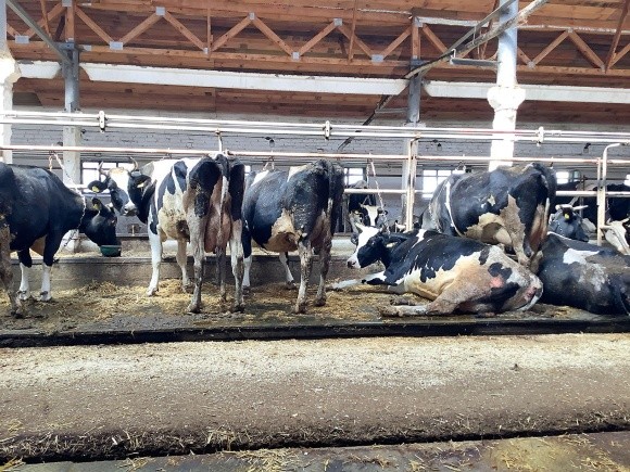 Молочна ферма зупинитися не може… навіть в умовах війни! фото, иллюстрация