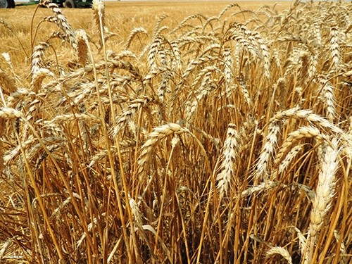 На Херсонщині намолотили вже 1.5 млн тон зернових фото, ілюстрація