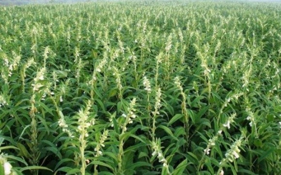Експерти порадили фермерам рослину, вирощувати яку вигідніше за пшеницю фото, ілюстрація