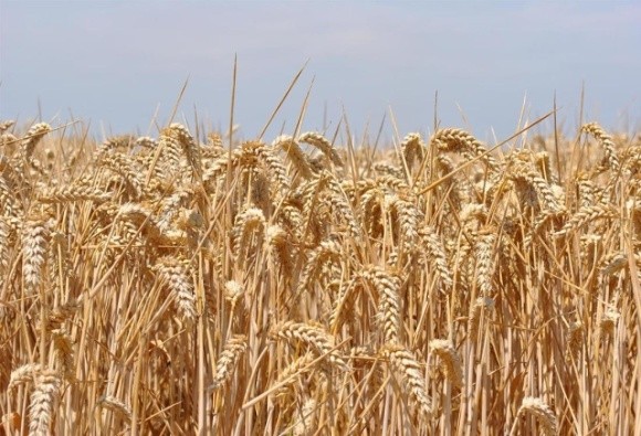 Площі під пшеницею в Індії можуть досягти історичного рекорду фото, ілюстрація