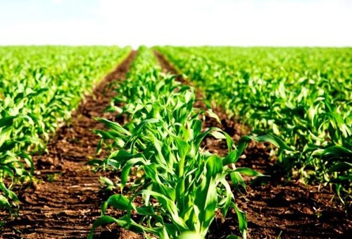 Прогнозувати вплив посухи на врожай озимих — передчасно фото, ілюстрація