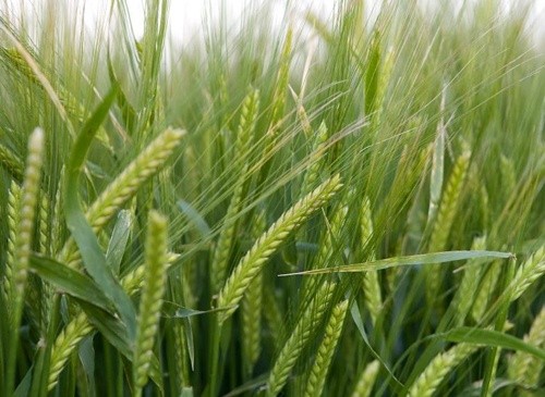 Дозрівання зернових випереджає середні строки на півтора-два тижні фото, ілюстрація