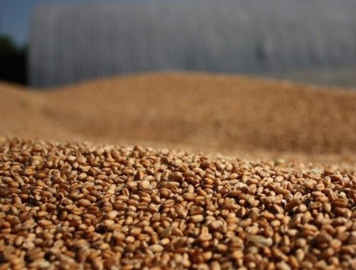 В Україні зібрано 23.5 млн тон зерна нового врожаю фото, ілюстрація
