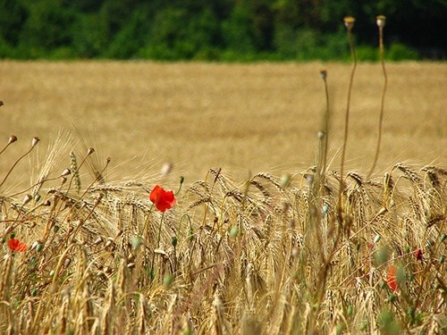 Чим обернеться для українського агровиробника цьогорічний врожай зернових фото, ілюстрація