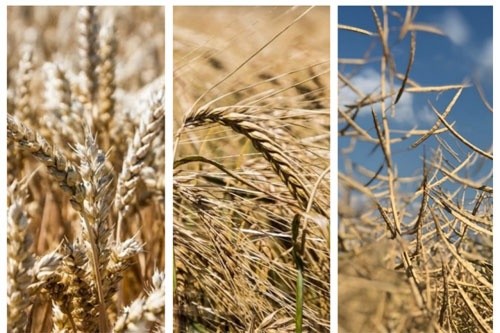 В Україні в 2019/20 МР очікується зростання виробництва зернових та олійних культур, – УЗА фото, ілюстрація