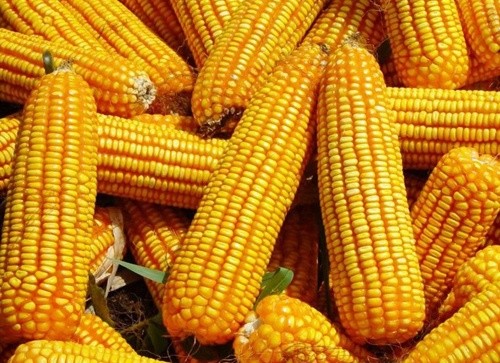 Найвища пропозиція української кукурудзи знижує ціни на Чиказькій біржі фото, ілюстрація