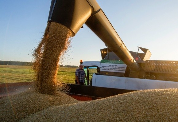 Незважаючи на посуху, Мінагрополітики заявляє, що передумов для дефіциту пшениці немає фото, ілюстрація