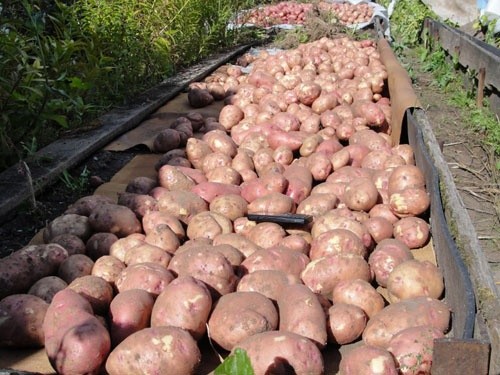 Ажіотаж на ринку картоплі України - психологія мас стає головним чинником ціноутворення фото, ілюстрація
