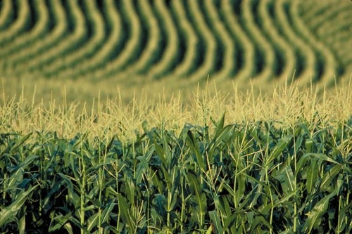 Врожайність кукурудзи на Херсонщині досягає 150 ц/га фото, ілюстрація