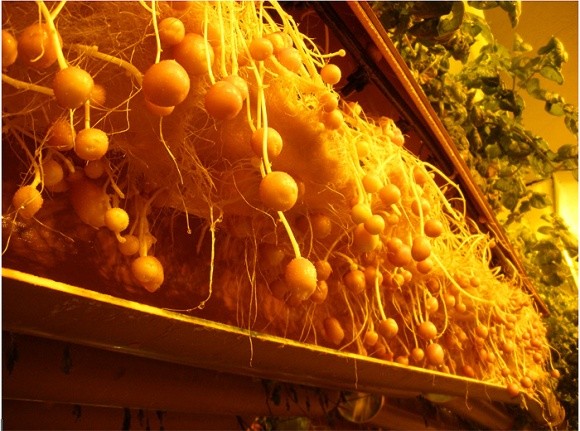 У шахті вирощуватимуть картоплю на гідропоніці фото, ілюстрація