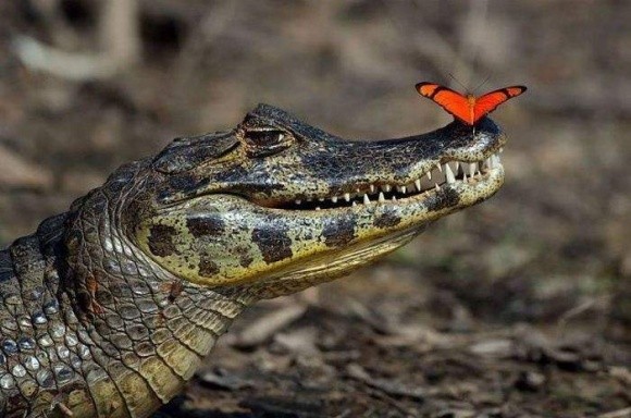 Египет будет развивать селекцию и экспорт крокодилов фото, иллюстрация