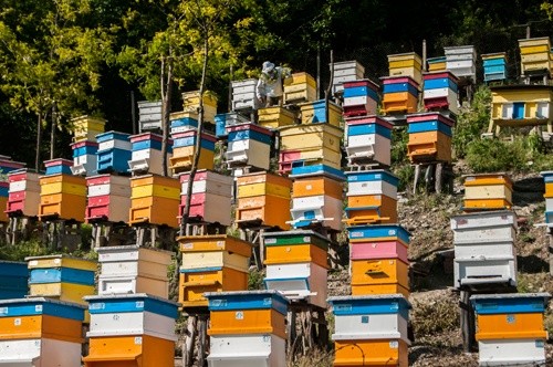 Пасічники обговорили спільні дії в питаннях врегулювання актуальних проблем галузі бджільництва, - Держпродспоживслужба фото, ілюстрація