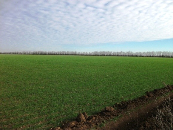 Аномально теплые зимы могут увеличить валовой сбор озимой пшеницы фото, иллюстрация
