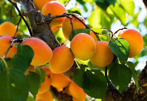 В Європі очікується високий врожай абрикосів фото, ілюстрація