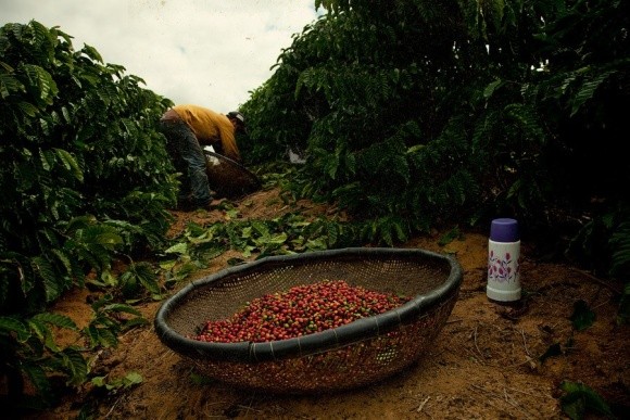 Кофейные плантации Южной Америки могут полностью исчезнуть фото, иллюстрация