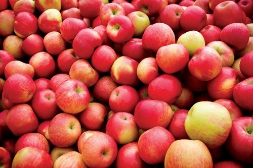 Запаси яблук в ЄС є рекордними мінімум за 12 останніх років фото, ілюстрація