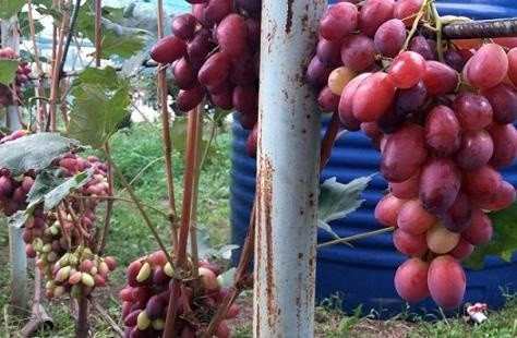 Виноградар з Дніпропетровської області збирає близько 4 тон ягоди на рік фото, ілюстрація
