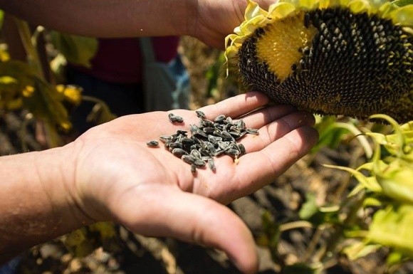 FАО знову видає насіння домогосподарствам і фермерам на сході України фото, ілюстрація